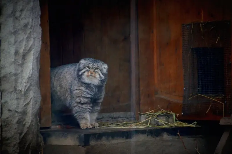 モスクワ動物園のヴァディムの写真