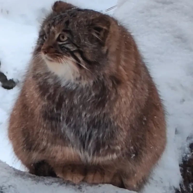 ノヴォシビルスク動物園のマヌルネコの写真
