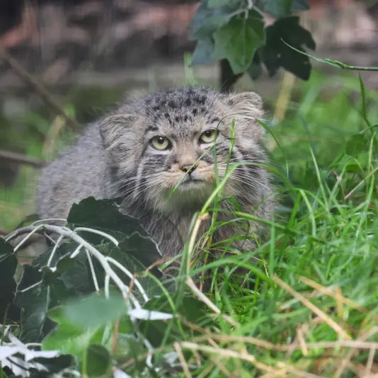 グダニスク動物園のザヤの写真