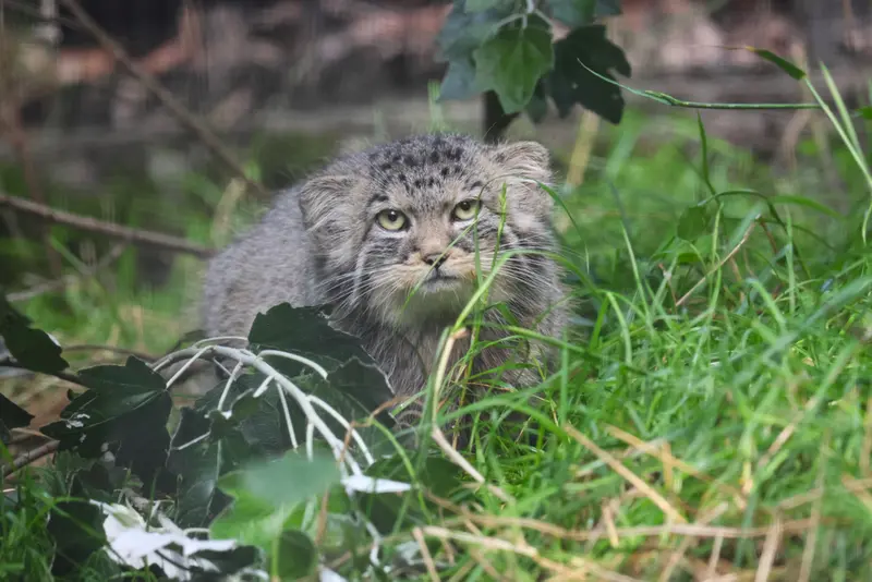 グダニスク動物園のザヤの写真