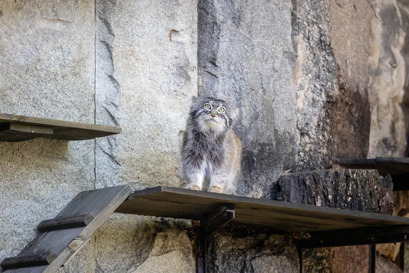 モスクワ動物園のティモフェイの写真