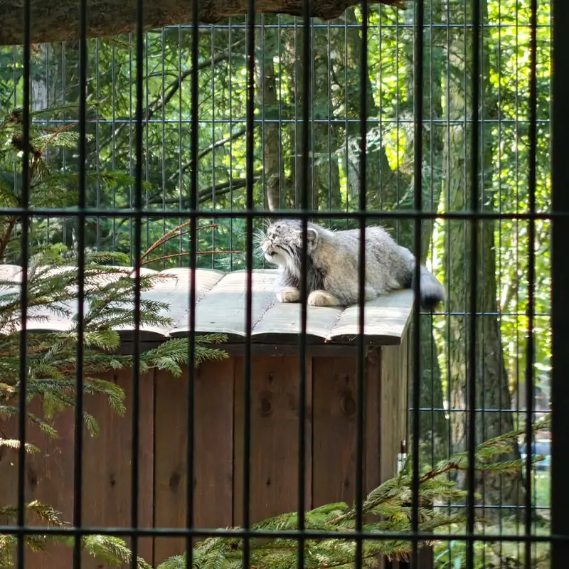 クラクフ動物園のツァスの写真