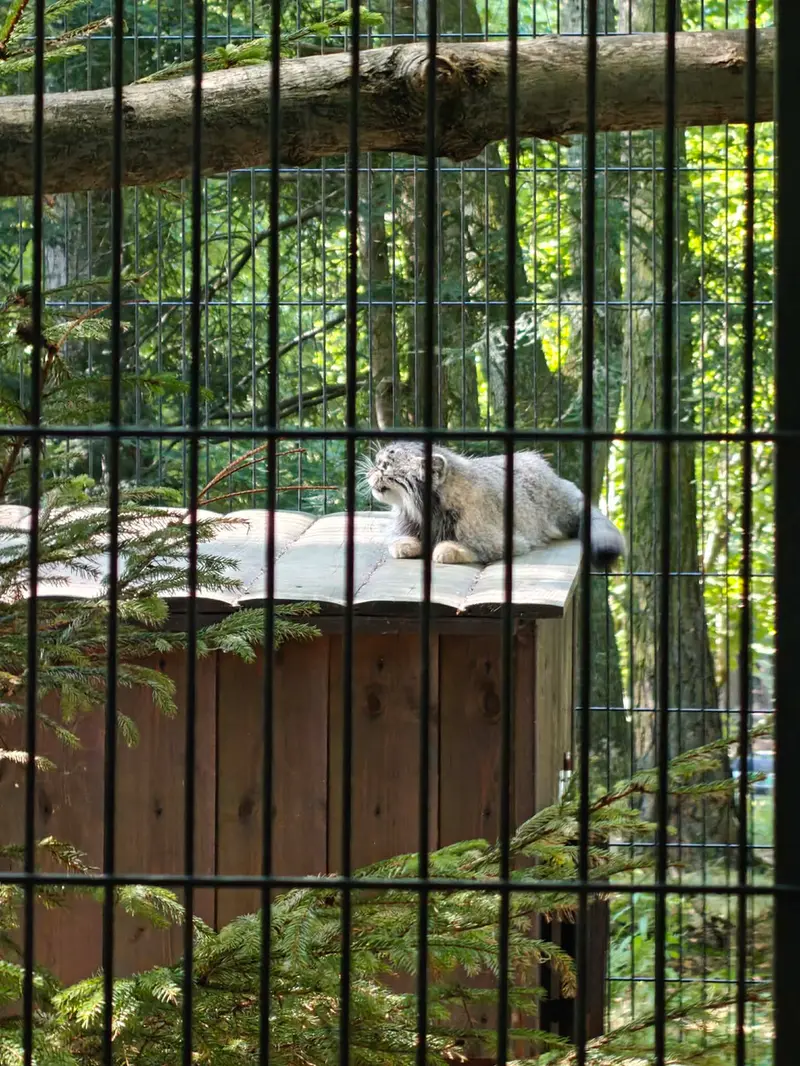 クラクフ動物園のツァスの写真