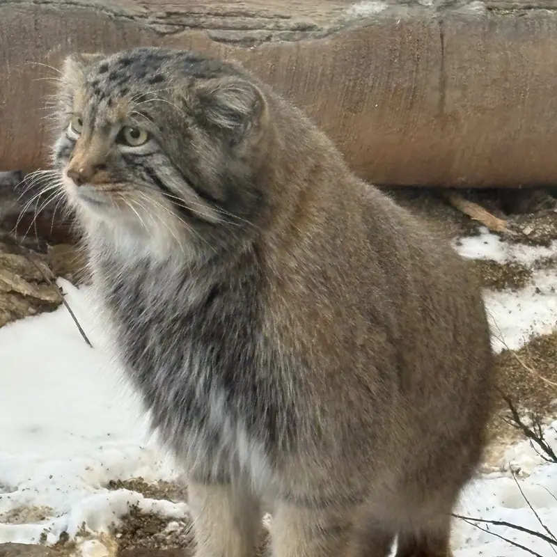 那須どうぶつ王国のナゴムの写真