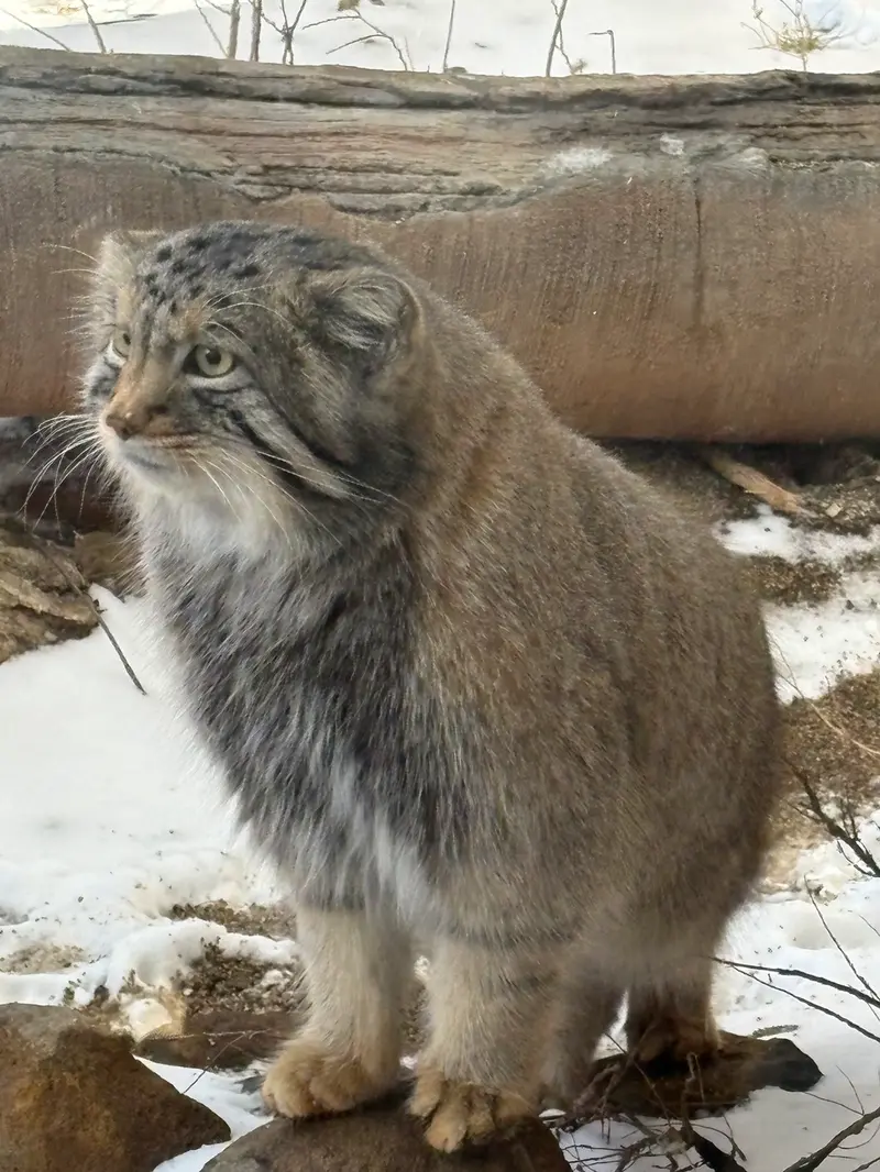 那須どうぶつ王国のナゴムの写真