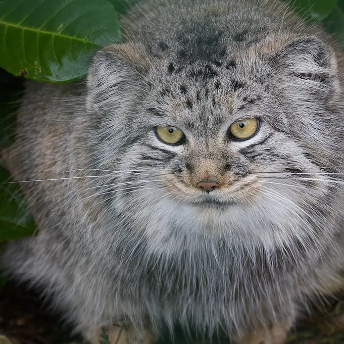 ビッグ・キャット・サンクチュアリのウェイ・シャンの写真