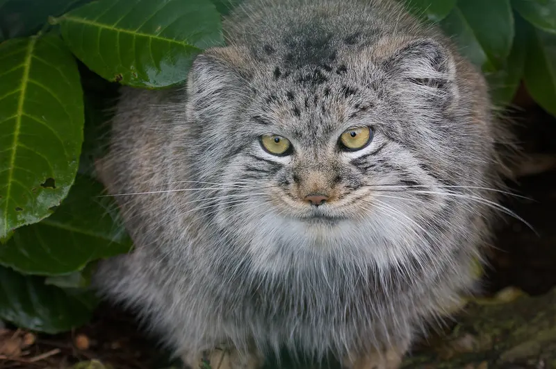 ビッグ・キャット・サンクチュアリのウェイ・シャンの写真