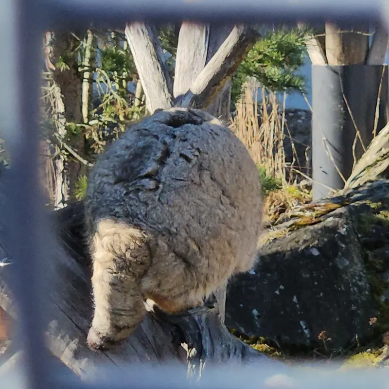 コルケアサーリ動物園のミミの写真
