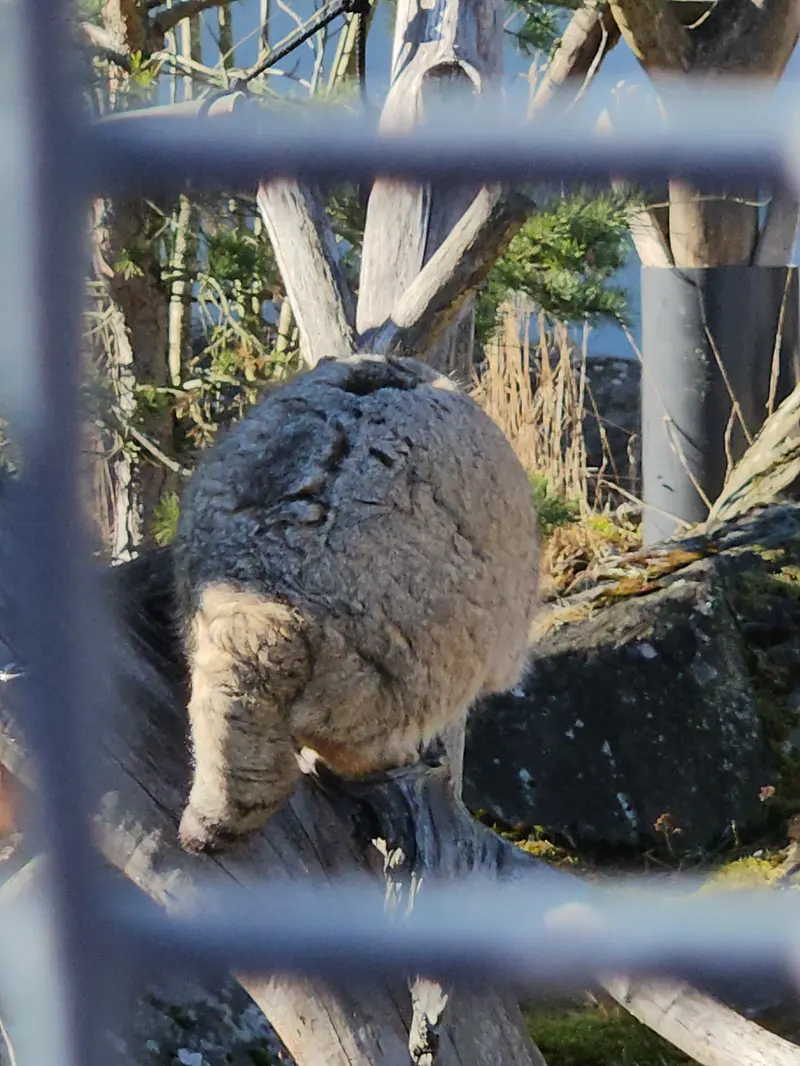 コルケアサーリ動物園のミミの写真