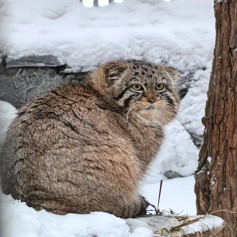 ノヴォシビルスク動物園のヴィオレッタの写真