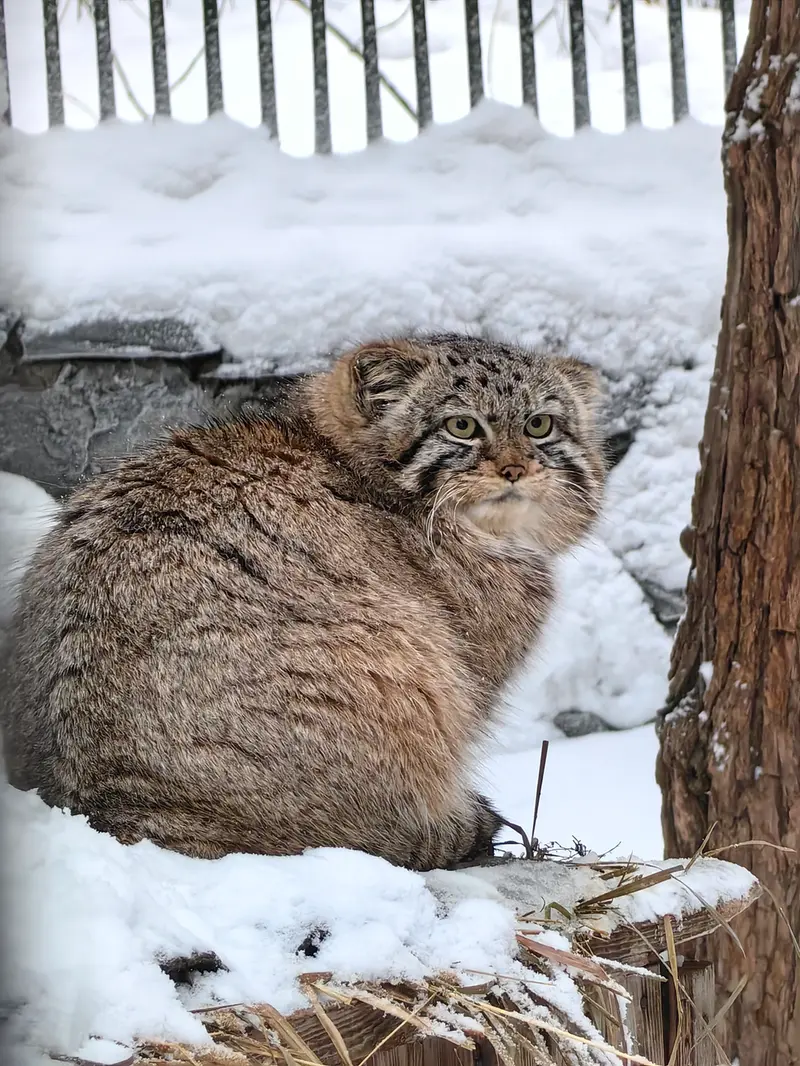 ノヴォシビルスク動物園のヴィオレッタの写真
