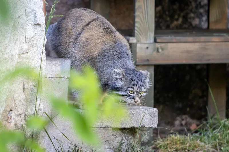 モスクワ動物園のティモフェイの写真