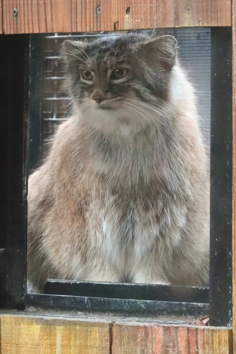 埼玉県こども動物自然公園のオリーヴァの写真
