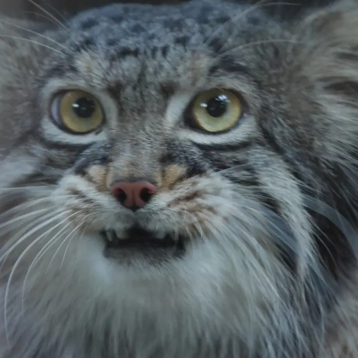 野毛山動物園のマヌルネコの写真