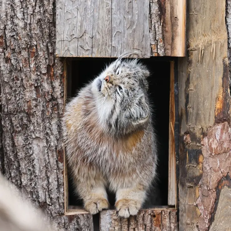レッドリバー動物園のカイの写真