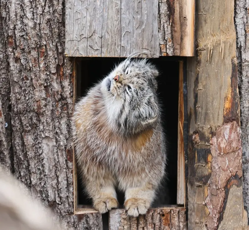 レッドリバー動物園のカイの写真