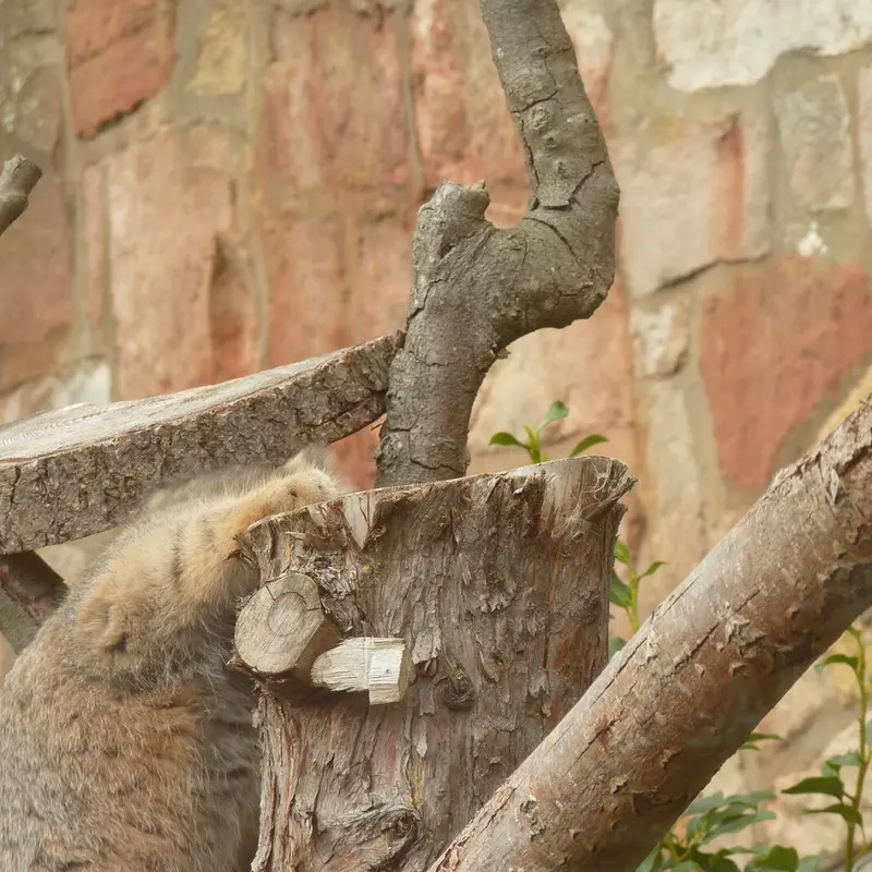 エディンバラ動物園のダッチェスの写真