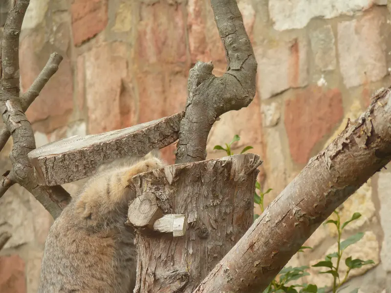 エディンバラ動物園のダッチェスの写真