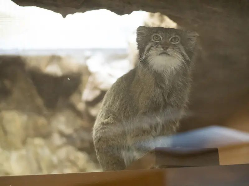 恩賜上野動物園のクリョンの写真