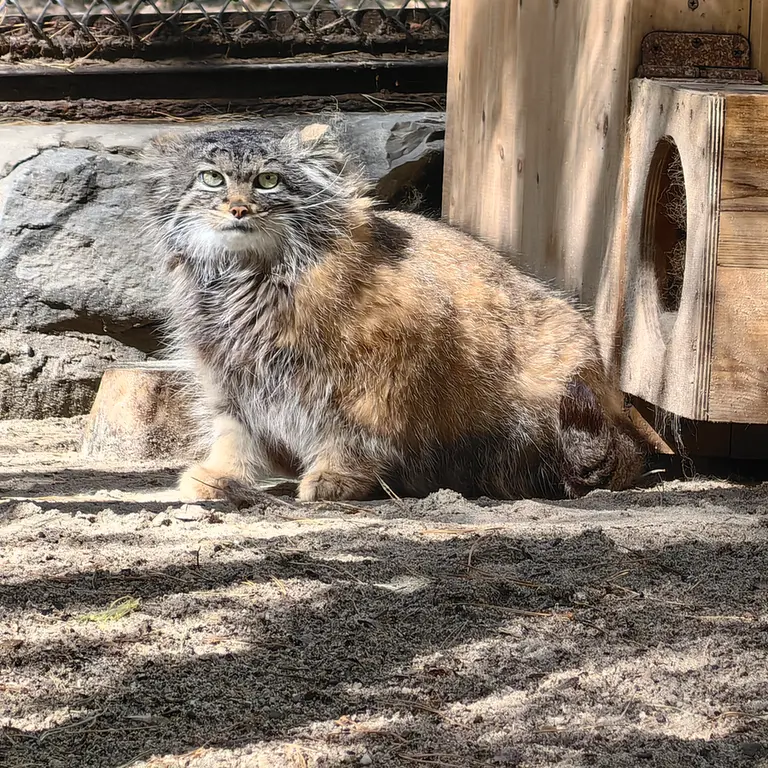 ノヴォシビルスク動物園のアデルの写真
