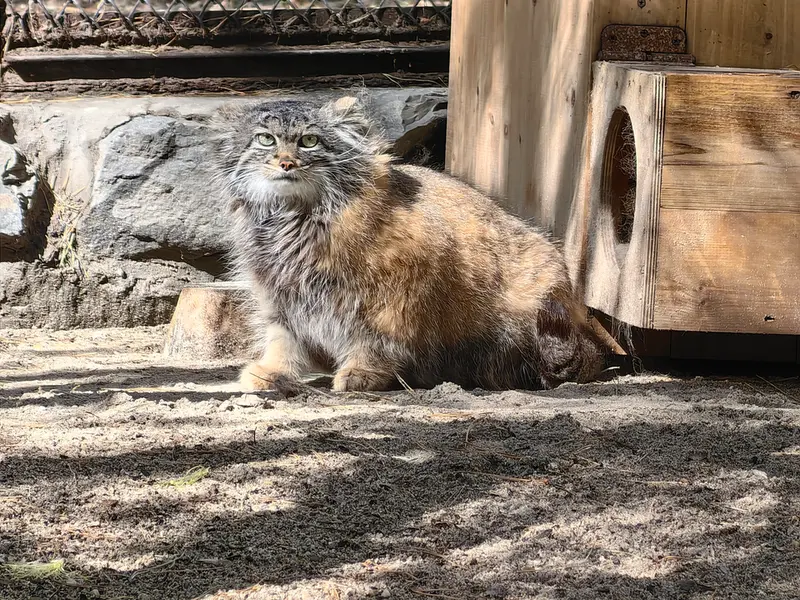 ノヴォシビルスク動物園のアデルの写真