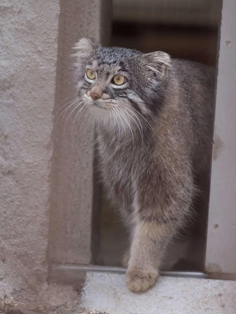 野毛山動物園のフィーガの写真