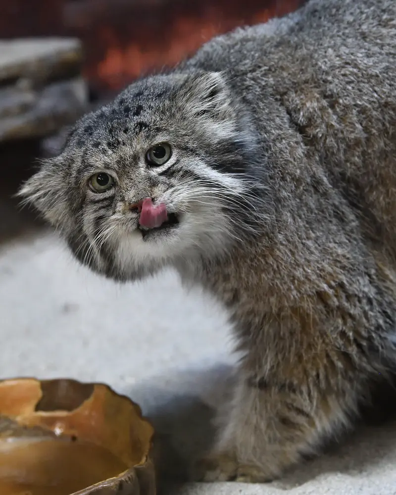 恩賜上野動物園のクリョンの写真