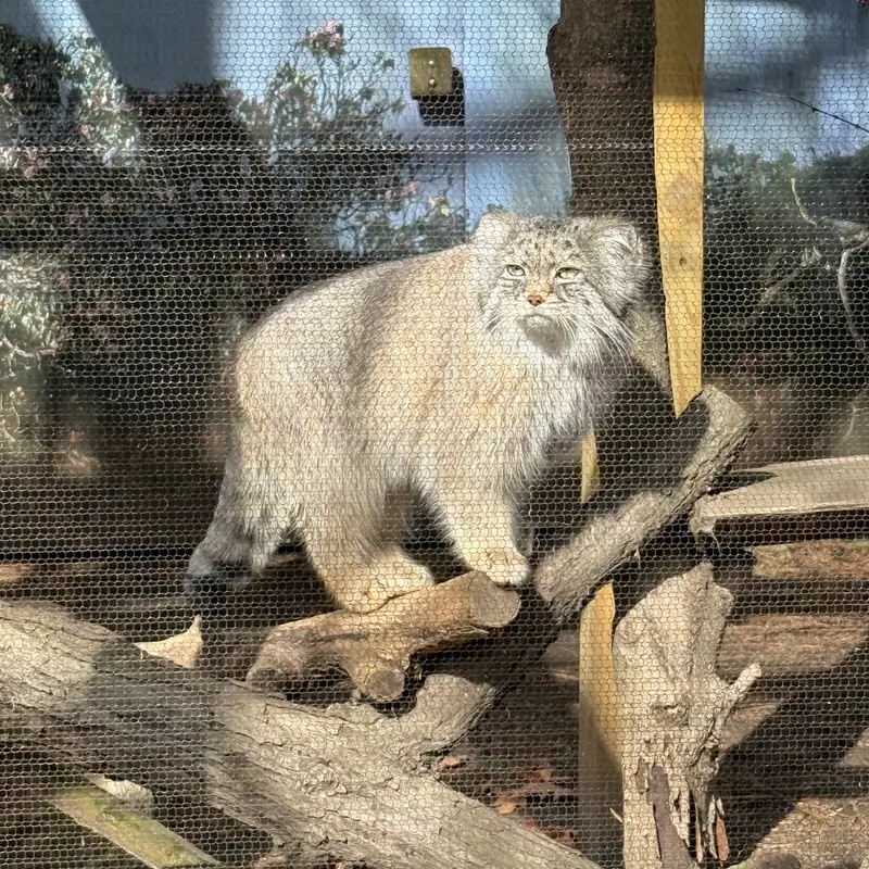 ポッター・パーク動物園のパジの写真