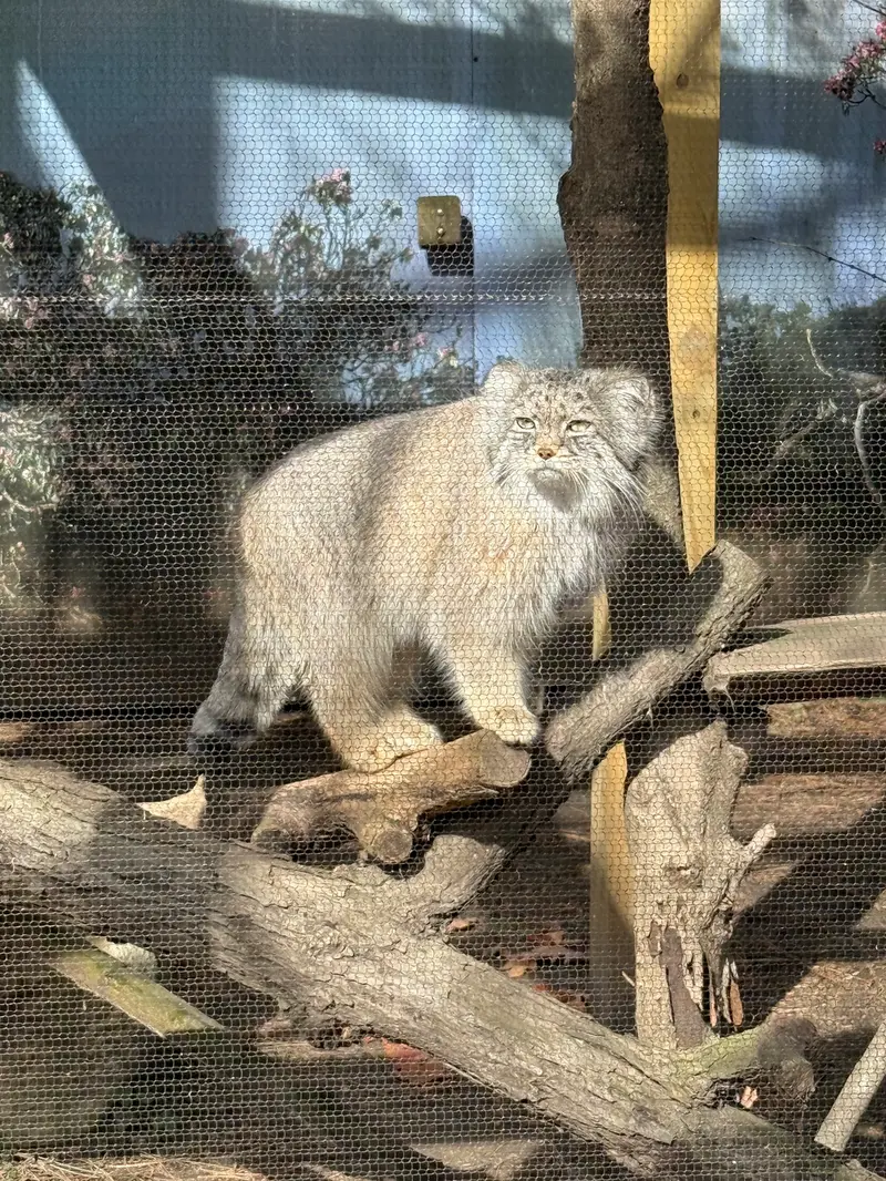 ポッター・パーク動物園のパジの写真