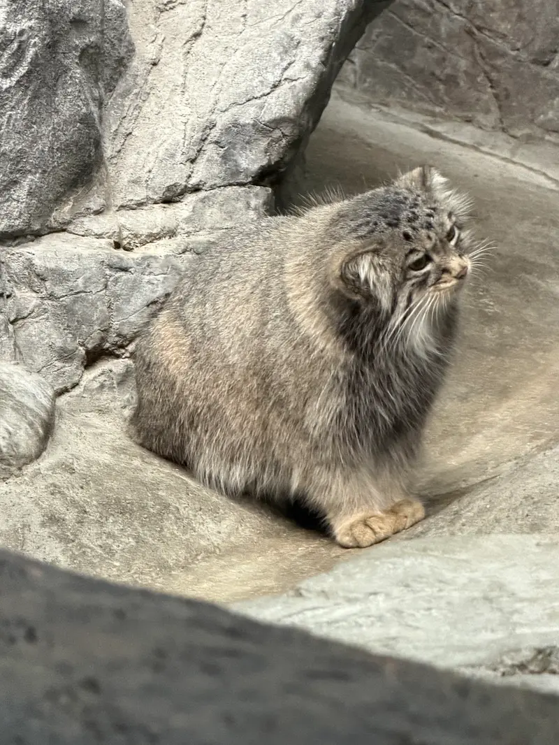 シンシナティ動物園のイザベルの写真