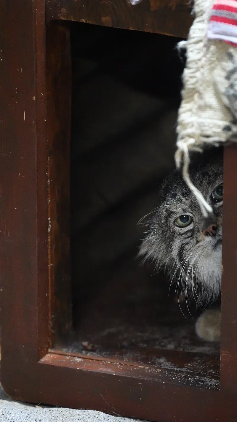 恩賜上野動物園のクリョンの写真