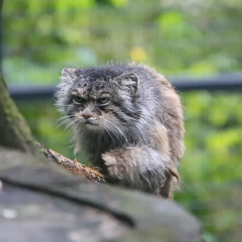 ウッチ動物園のパッツォの写真