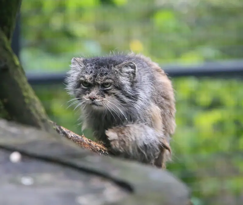 ウッチ動物園のパッツォの写真