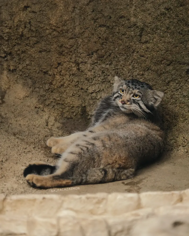 神戸どうぶつ王国のナゴムの写真