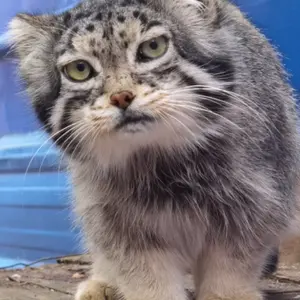 青海チベット高原野生動物園のスン・スーミャオの写真