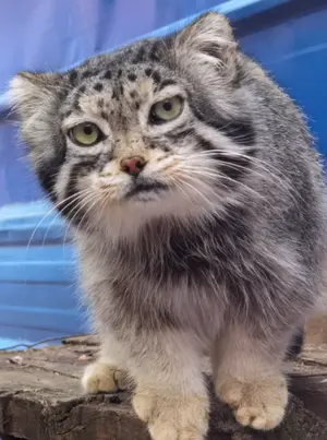 青海チベット高原野生動物園のスン・スーミャオの写真