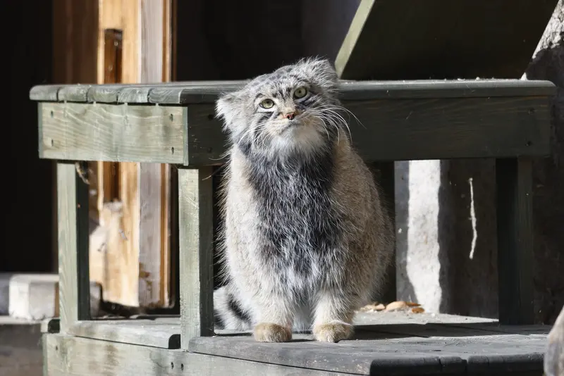モスクワ動物園のティモフェイの写真