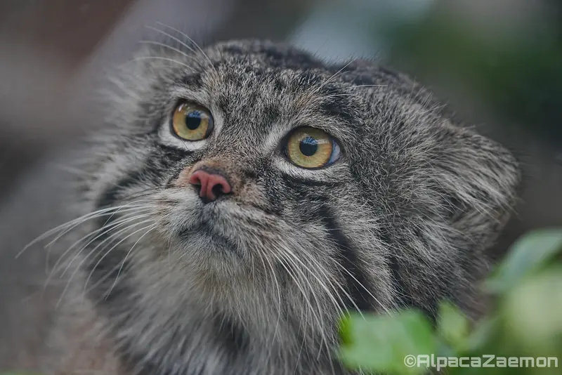 神戸どうぶつ王国のナルの写真