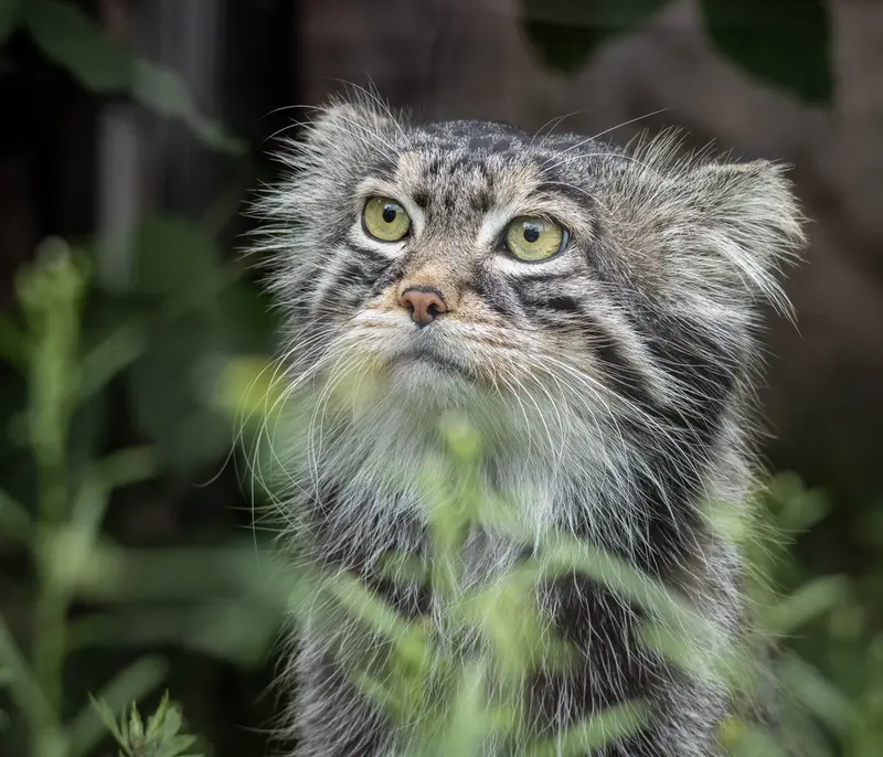 モスクワ動物園のティモフェイの写真