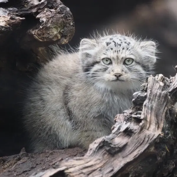 グダニスク動物園のキトゥン・オブ・ウラ b. 2025 Ⅱの写真