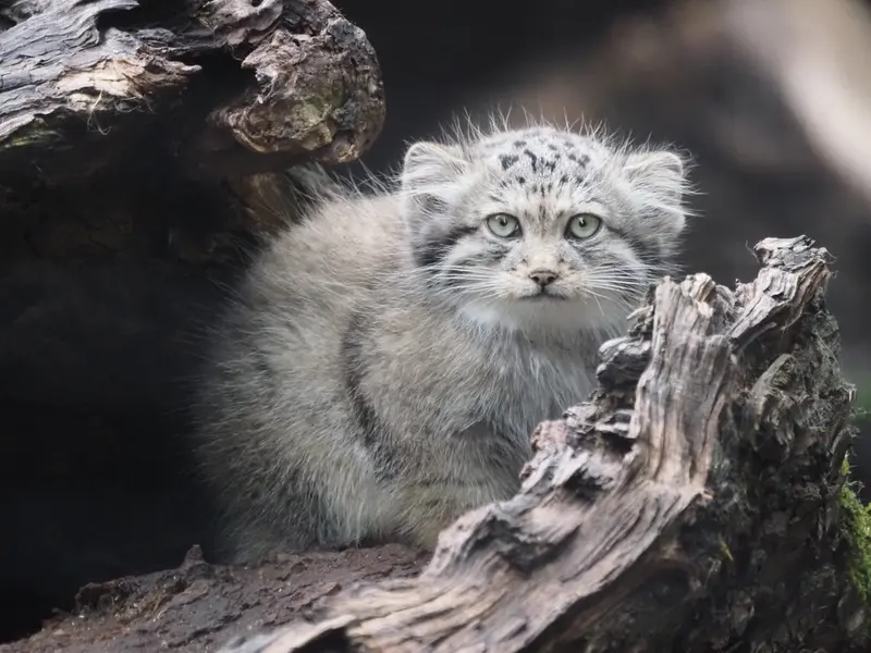 グダニスク動物園のキトゥン・オブ・ウラ b. 2025 Ⅱの写真