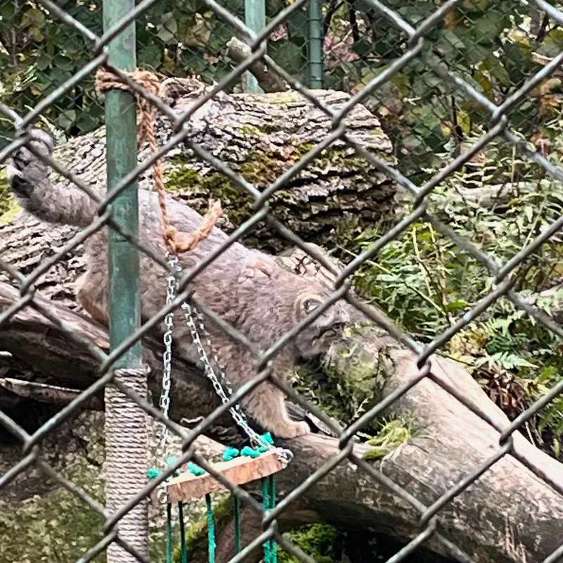 マヌルネコの写真