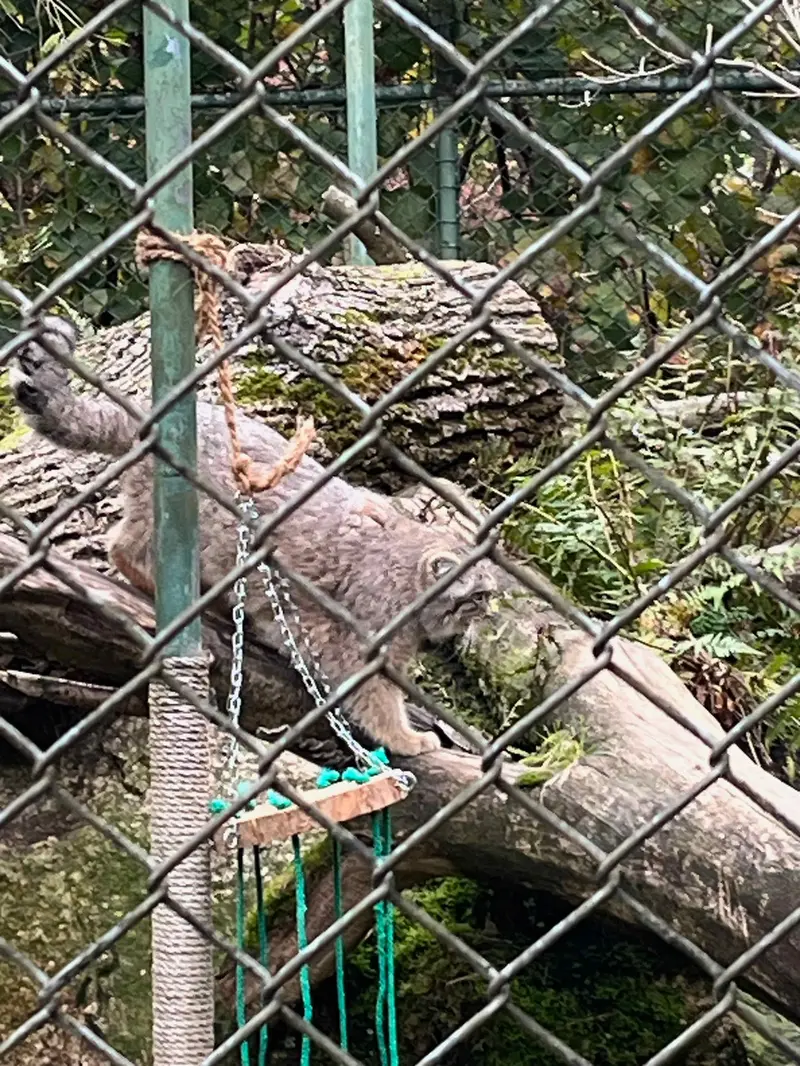 マヌルネコの写真