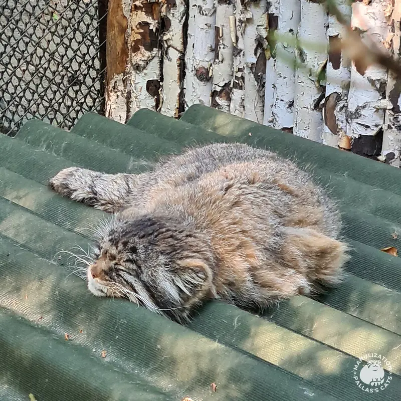ノヴォシビルスク動物園のゼレノゴルスクの写真