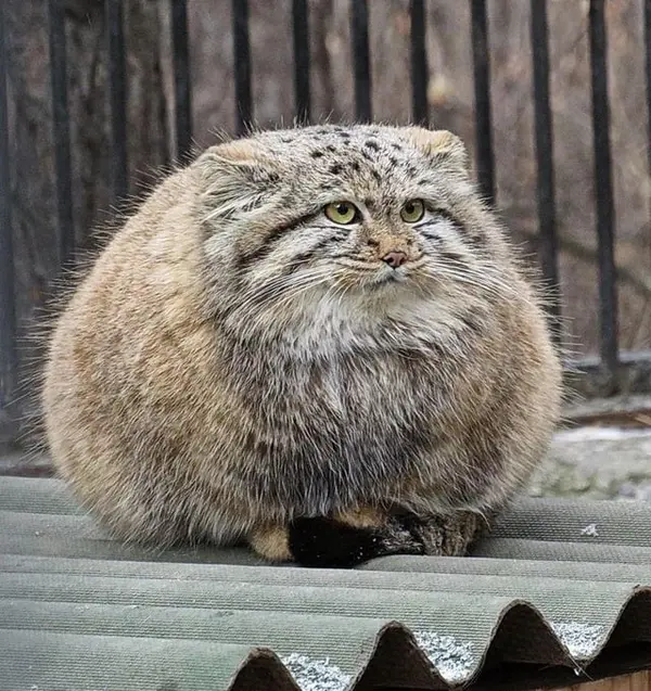 マヌルネコの写真
