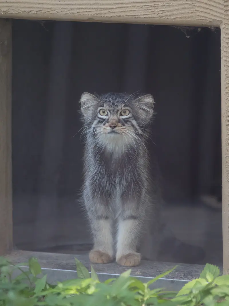 旭山動物園のヒデの写真