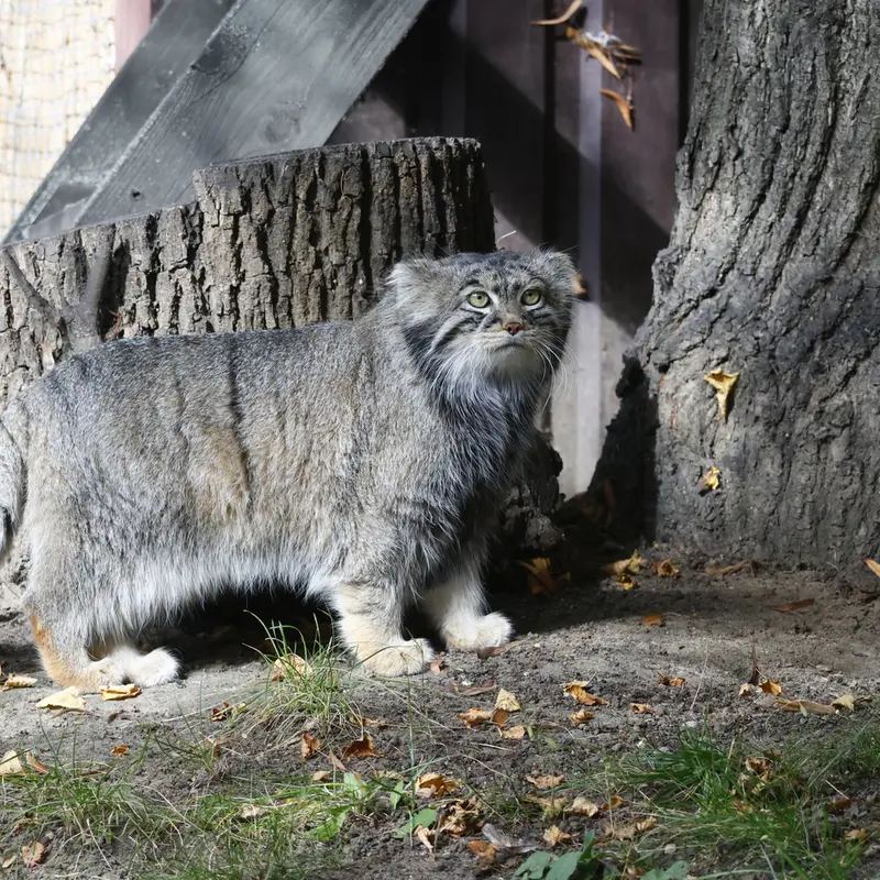 モスクワ動物園のティモフェイの写真