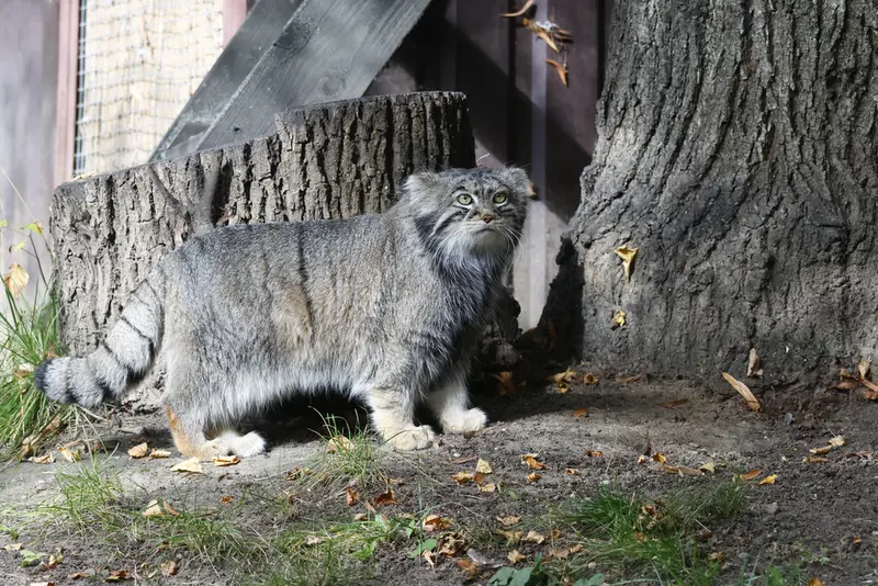 モスクワ動物園のティモフェイの写真