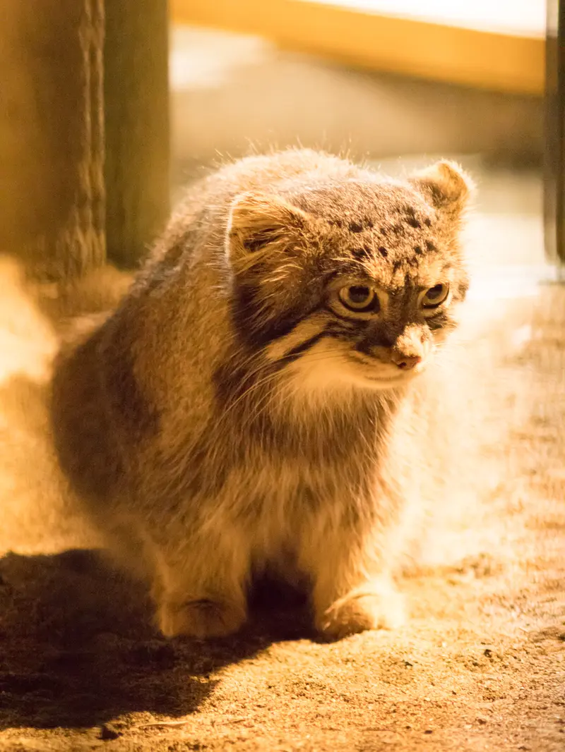 野毛山動物園のフィーガの写真
