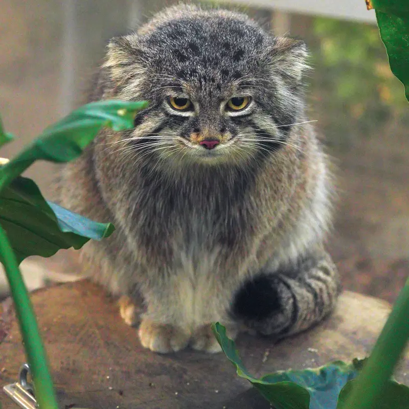 神戸どうぶつ王国のナルの写真